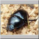 Trypocopris vernalis - Fruehlingsmistkaefer 03.jpg